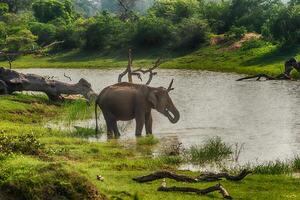 Sri Lanka wild elephant in the drinking place of Yala National Park photo