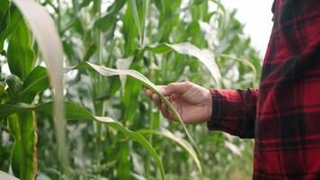 Corn fields and entering the fields video