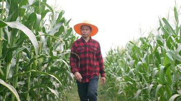 Corn fields and entering the fields video