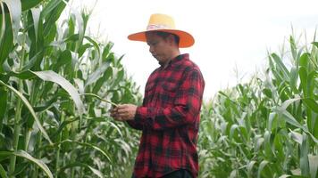 Corn fields and entering the fields video