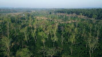 Stunning Aerial Views of Sreemangal video