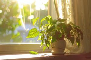 Houseplant Thriving in Sunshine by the Window, Bringing Natural Freshness to Your Indoor Space photo
