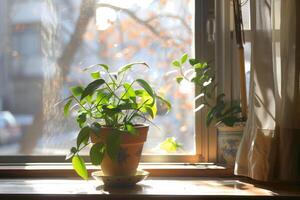 Houseplant Thriving in Sunshine by the Window, Bringing Natural Freshness to Your Indoor Space photo