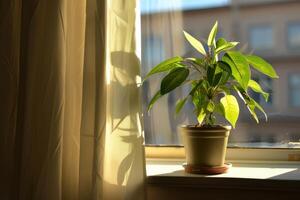 Cozy Indoor Setting with a Houseplant Bathed in Bright Sunlight by the Window for a Peaceful Atmosphere photo