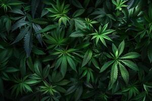 Vibrant Marijuana Plants in a Garden photo