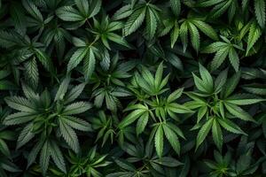 Vibrant Marijuana Plants in a Garden photo