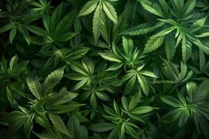 Dense Greenery of Marijuana Plants photo
