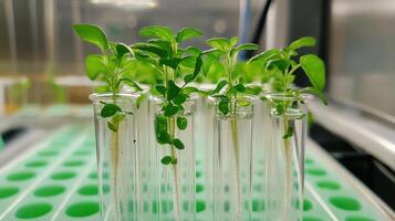 In vitro micropropagation methods for cloning microorganisms. photo