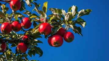 Abundant Red Apples Suspended from Tree Limbs photo
