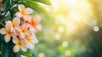 a bunch of Plumeria flowers on a tree with a selective focus. photo