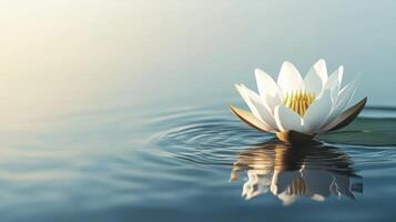 Serene White Lotus Gracefully Drifting on Tranquil Water photo