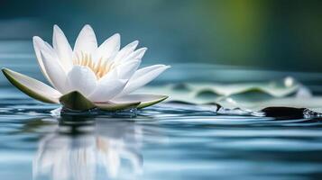 An elegant white lotus drifting peacefully on a tranquil surface. photo