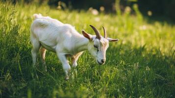 A small goat feeding in a green, lush field. photo