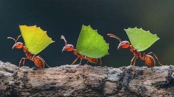 Leafcutter Ants Atta Cephalotes Transporting Leaves photo
