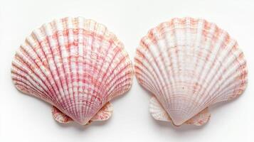 Pair of Pink Seashells on a White Surface photo