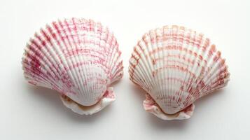 Two Pink Seashells on White Background photo