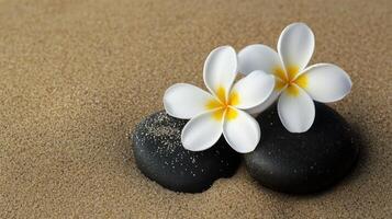 Two white plumeria flowers are resting on a smooth black surface. photo