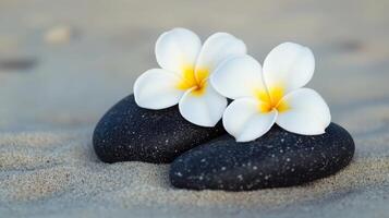 Two white plumeria flowers are resting on a smooth black surface. photo