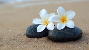 Two white plumeria flowers are resting on a smooth black surface. photo