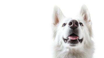 portrait of a White Swiss Shepherd dog licking its nose. photo