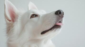 portrait of a White Swiss Shepherd dog licking its nose. photo