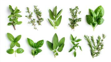 A variety of herbs are arranged in a row photo