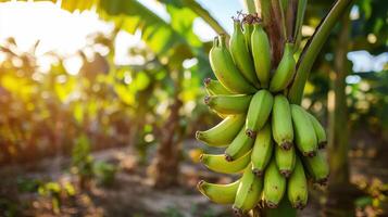Bananas ripening on trees, showcasing agricultural and banana production. photo