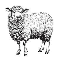 Sheep sketch hand drawn in doodle style vector