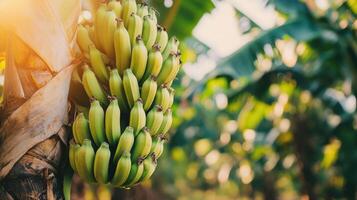 Banana clusters growing on trees, highlighting agriculture and banana cultivation. photo