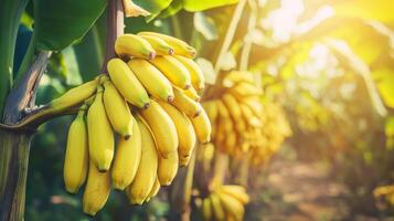 Bananas ripening on trees, showcasing agricultural and banana production. photo