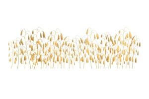 silhouette of oatmel. Wheat in the field on a white background. vector
