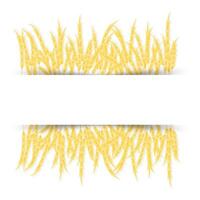 Wheat ears with space for text. vector