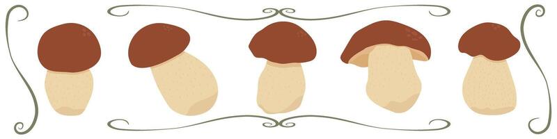 Set of boletus mushrooms isolated on white vector