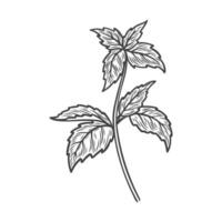 Sketch drawing of mint vector