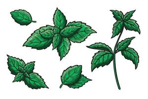 Set of illustrations with mint leaves and a branch. vector