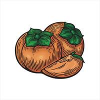 Illustration in the style of an engraving with persimmons vector