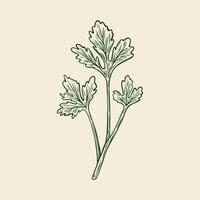 Sketch drawing of Cilantro, Coriander in retro style. vector