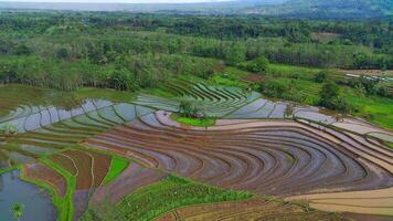 the beauty of the bright morning view of the rice fields and river under the Barisan Mountains in North Bengkulu, Indonesia video