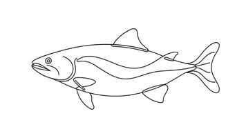 Salmon fish continuous line art isolated on white background. vector