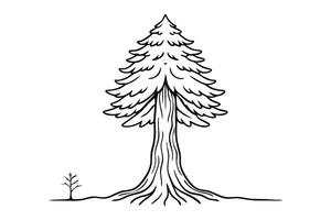 Redwood tree Hand drawn line art flat illustration on white background. vector