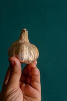 A man hand holding a garlic bulb against a muted green background, emphasizing the natural texture of the garlic and the subtle contrast with the soft, earthy backdrop. photo