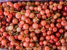Fresh pink currants as a background, top view. Texture of pink currant photo