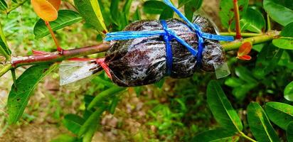 Stem cutting, grafting, hardwood cutting, or softwood cutting tree for extend more trees to growth and many green leaves background with copy space. Plant propagation and Nature plant concept. photo