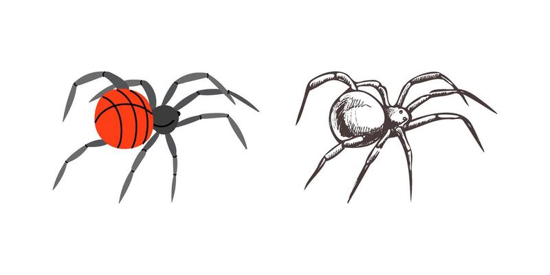 Flat and sketch style spider, isolated on white background. Drawing sketch of the black spider. Halloween, folklore black magic attribute. .