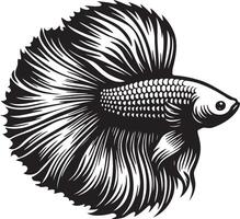 Betta Splendens Fish Illustration. vector