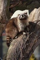 funny raccoon climbing a tree at the zoo photo
