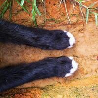 Hand cat on the ground background. photo