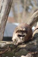 funny raccoon climbing a tree at the zoo photo