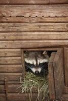 funny raccoon in wooden house with hay photo