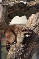 funny raccoon climbing a tree at the zoo photo